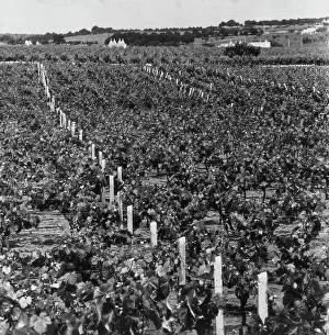 Italian Vineyards Prints: Vineyard