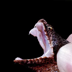 Viper Species Prints: Vipera Aspis