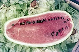 Watermelon