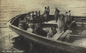 Images Dated 14th January 2004: 'Where's the boatman?' Bunch of dogs on a boat