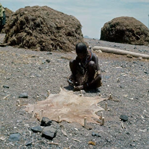 Lake Turkana National Parks Collection: Woman of Turkana ethnicity who is placing a goat skin in the sun