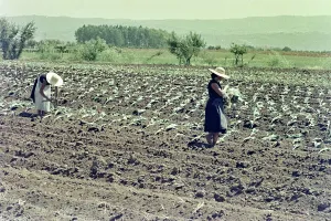 Women to work in the fields