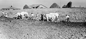Rural Village Scene Prints: Working in the Sienese fields