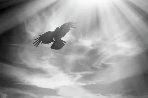 Bird in Flight Art Print