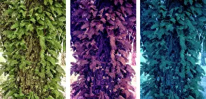 Tree Trunk Color Study Print