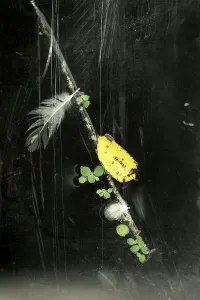Conceptual Photography Prints: Abstract of a floating branch, feather, and leaf