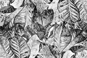 Monochrome Nature Photography Prints: Abstract of leaves