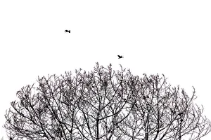 Tree Branches and Birds Art Print