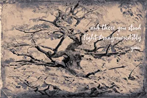 Tree Branches Print