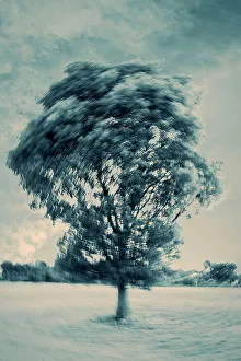 Tree in a Field Print