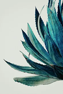 Succulent Decoration Prints: Detail of aloe plant