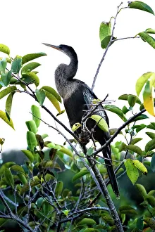 Anhinga Print on Tree Branch