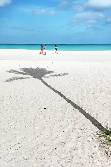 Aruba Beach Prints: Aruba, Eagle beach Palm tree shadow on sandy beach