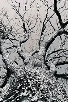 Bare Tree Print