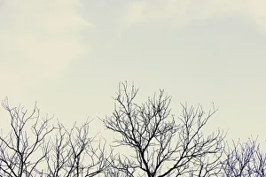Winter Scenery Prints: Bare tree branches against overcast sky