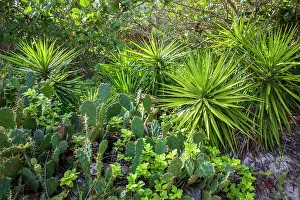 Tropical Island Vegetation Prints: Bermuda, Beach vegetation