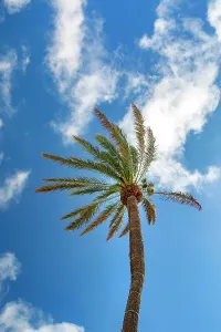 February Prints: Bermuda Palm Tree Print