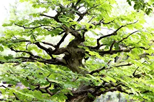 Bonsai Tree Prints: Bonsai tree