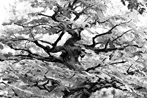 Bonsai Tree Wall Art Print