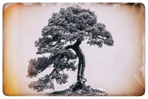 Bonsai Tree Wall Art Print