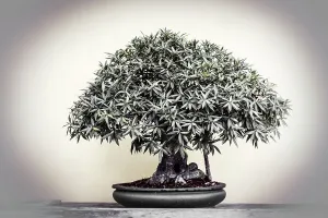Bonsai Tree Print