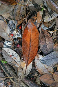 Brown Leaf Print