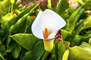 Nature Beauty Prints: Calla Lilly plant
