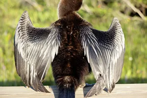 Wildlife Aquatic Birds Prints: Close up of an Anhinga's feathers