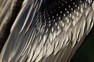 Anhinga Feathers Close-up Print