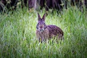 Marsh Rabbit Print
