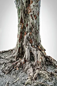 Close Up Tree Bark Prints: Close up of texture on a tree