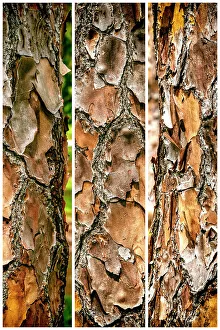 Tree Trunk Details Prints: Close-up of the texture of a tree