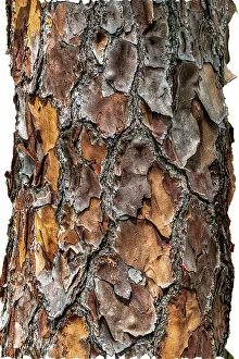 Tree Bark Print