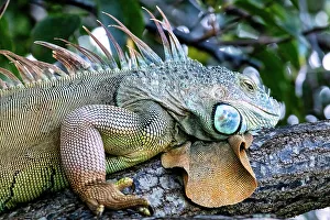 Iguana Closeup Print