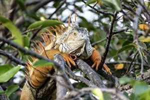 Iguana Closeup Print