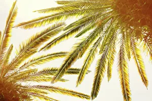 Tropical Palm Trees Prints: Closeup of palm trees