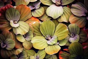 Aquatic Plant Patterns Print