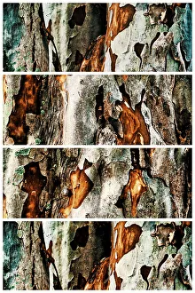 Artistic Nature Photography Prints: Closeup of tree with sections showing its texture