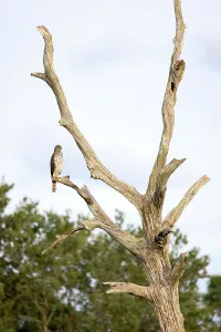 Cooper's Hawk Print on Bare Tree