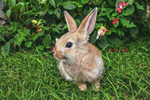 Cute Bunny Print