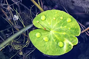 Floating Green Leaf Print with Water Drops