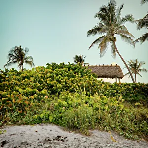 Tropical Palm Tree Landscape Prints: Florida, Juno Beach