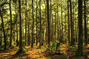 Forest Trees Print at Sunset