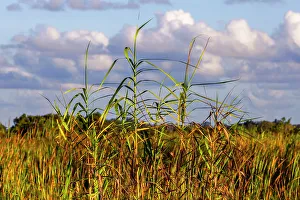 Florida Nature Photography Prints: Landscape of tall grass and clouds