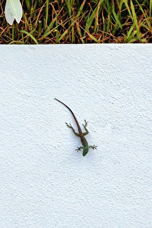 Green Lizards In Nature Prints: Lizard on white background