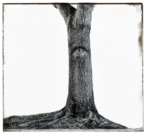 Mysterious Tree Print with Eye