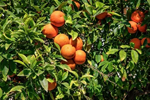 Colourful Leaves Prints: Orange tree
