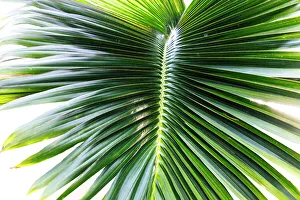 Palm Frond Close Up Prints: Detail of a palm frond