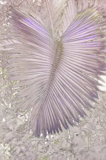 Palm Frond Print