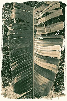 Palm Leaf Print